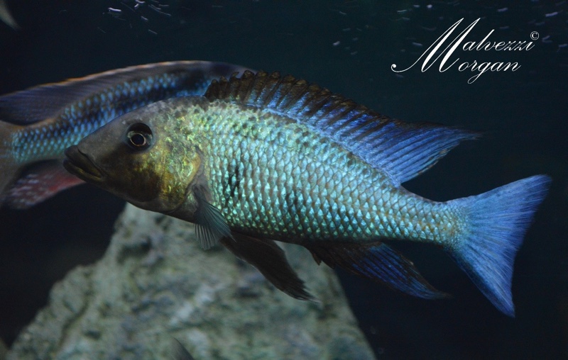 Fossorochromis rostratus